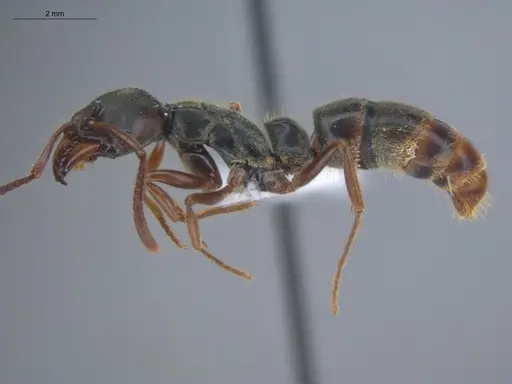 Pachycondyla lenkoi specimen ECOFOG-SL13-1078-01 image ecofog-sl13-1078-01_3