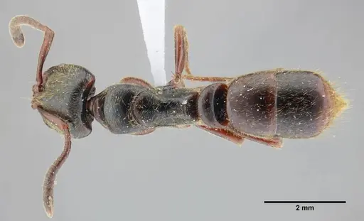 Pachycondyla lenkoi specimen UFV-LABECOL-000002 image ufv-labecol-000002_1