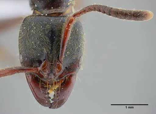Pachycondyla lenkoi specimen UFV-LABECOL-000002 image ufv-labecol-000002_2