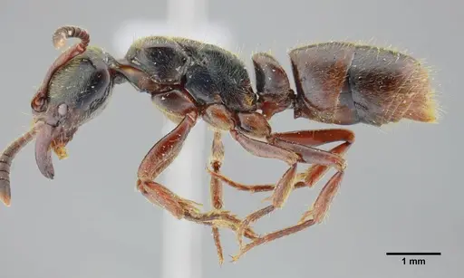 Pachycondyla lenkoi specimen UFV-LABECOL-000002 image ufv-labecol-000002_4
