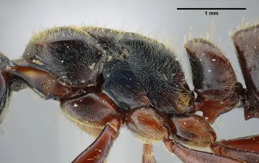 Pachycondyla lenkoi specimen UFV-LABECOL-000002 image ufv-labecol-000002_5