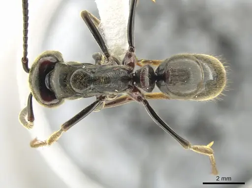 Pachycondyla procidua specimen CASENT0646046 image casent0646046_1