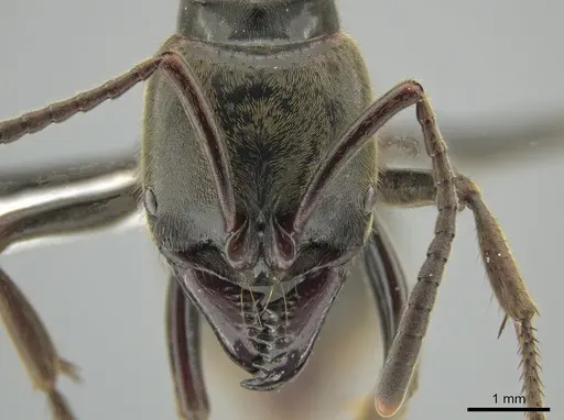 Pachycondyla procidua specimen CASENT0646046 image casent0646046_2