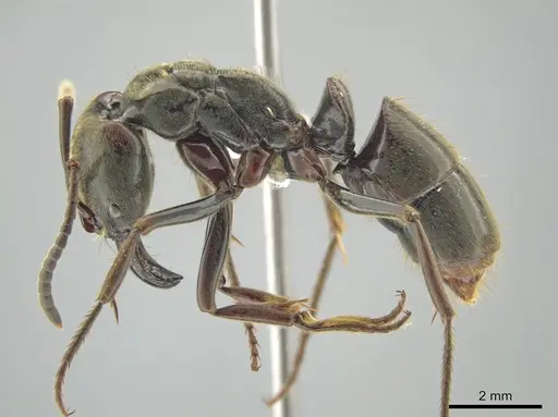 Pachycondyla procidua specimen CASENT0646046 image casent0646046_3