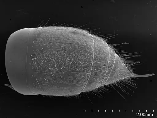 Pachycondyla procidua specimen CASENT0830573 image casent0830573_2