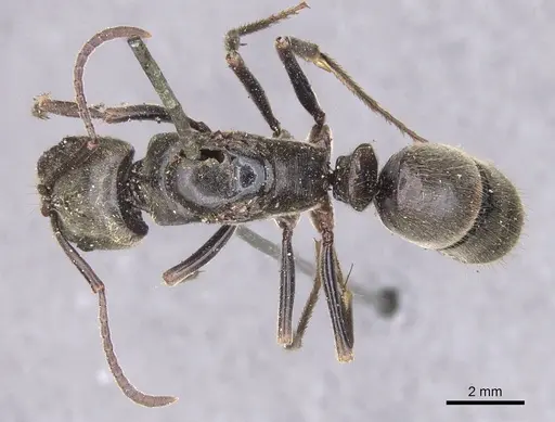 Pachycondyla procidua specimen CASENT0915460 image casent0915460_1