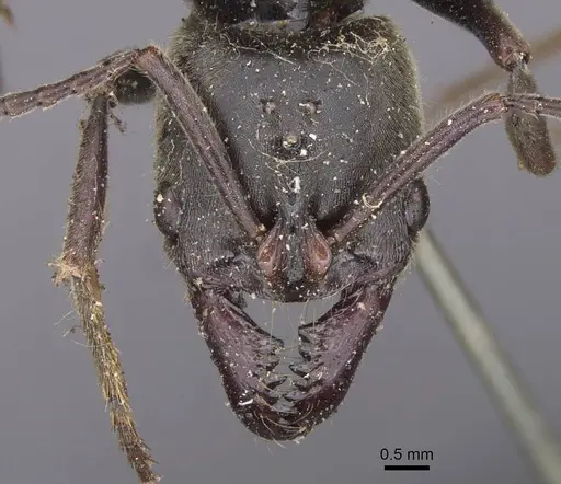 Pachycondyla procidua specimen CASENT0915460 image casent0915460_2