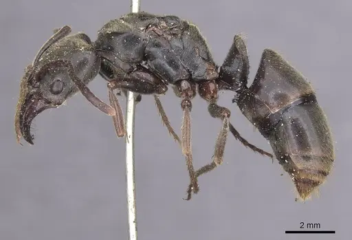 Pachycondyla procidua specimen CASENT0915460 image casent0915460_3