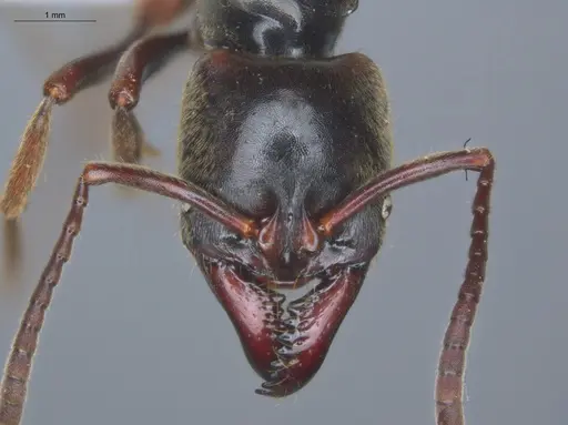 Pachycondyla procidua specimen ECOFOG-BAF19-0046-07 image ecofog-baf19-0046-07_2