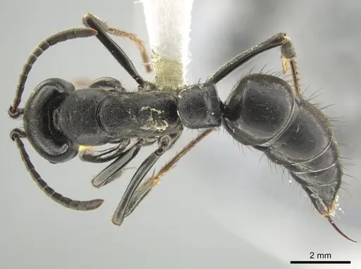 Pachycondyla purpurascens specimen CASENT0648526 image casent0648526_1