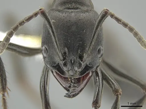 Pachycondyla purpurascens specimen CASENT0648526 image casent0648526_2