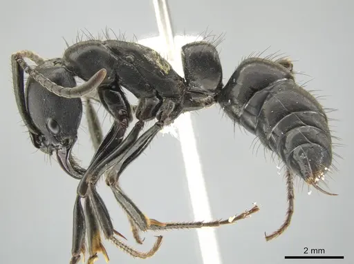Pachycondyla purpurascens specimen CASENT0648526 image casent0648526_3