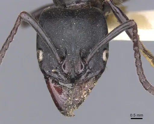 Pachycondyla purpurascens specimen CASENT0902515 image casent0902515_2