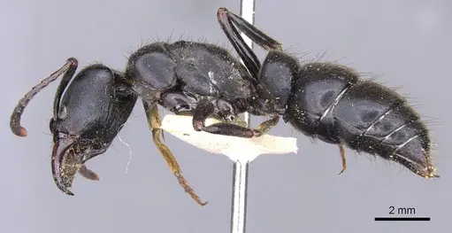 Pachycondyla purpurascens specimen CASENT0902515 image casent0902515_3