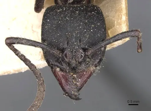Pachycondyla purpurascens specimen CASENT0907248 image casent0907248_2