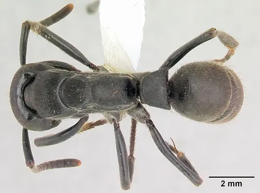 Pachycondyla striata specimen CASENT0178185 image casent0178185_1