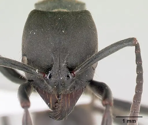 Pachycondyla striata specimen CASENT0178185 image casent0178185_2
