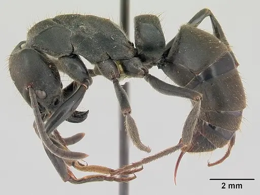 Pachycondyla striata specimen CASENT0178185 image casent0178185_3