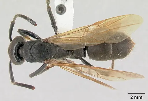 Pachycondyla striata specimen CASENT0178186 image casent0178186_1