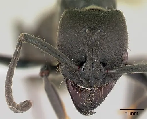 Pachycondyla striata specimen CASENT0178186 image casent0178186_2