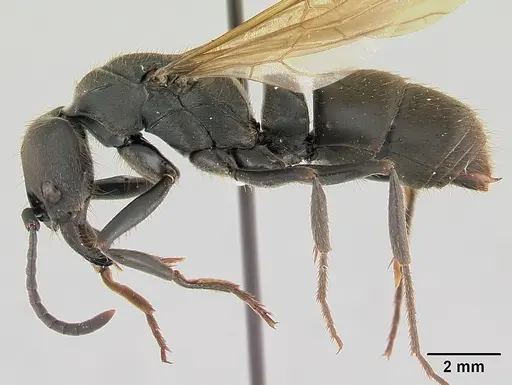 Pachycondyla striata specimen CASENT0178186 image casent0178186_3
