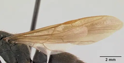 Pachycondyla striata specimen CASENT0178186 image casent0178186_4