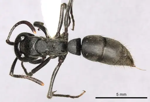 Pachycondyla striata specimen CASENT0249158 image casent0249158_1