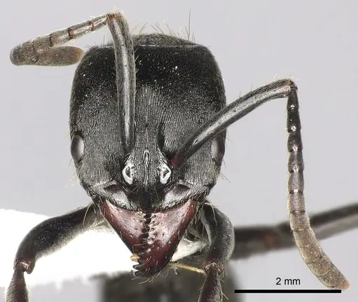 Pachycondyla striata specimen CASENT0249158 image casent0249158_2