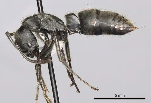 Pachycondyla striata specimen CASENT0249158 image casent0249158_3