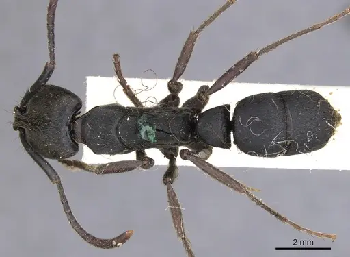 Pachycondyla striata specimen CASENT0901359 image casent0901359_1