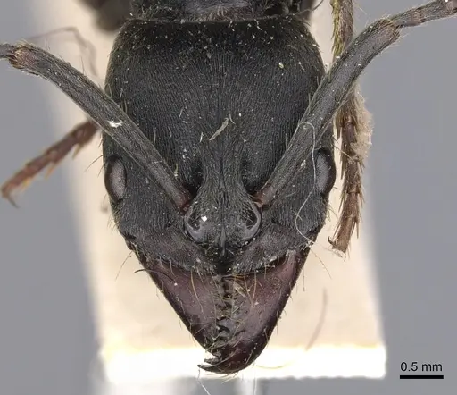 Pachycondyla striata specimen CASENT0901359 image casent0901359_2