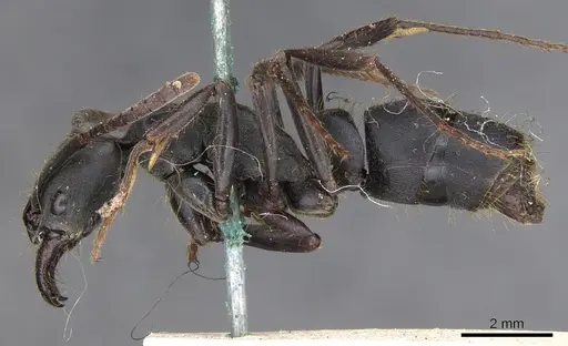Pachycondyla striata specimen CASENT0901359 image casent0901359_3