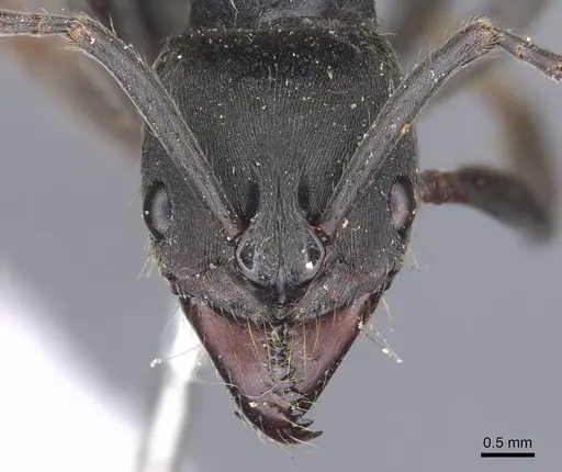 Pachycondyla striata specimen CASENT0902514 image casent0902514_2