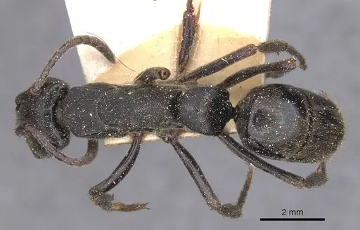 Pachycondyla striata specimen CASENT0915275 image casent0915275_1