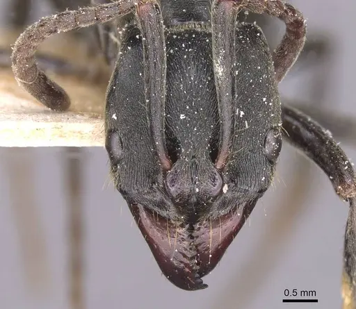 Pachycondyla striata specimen CASENT0915275 image casent0915275_2