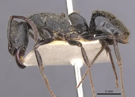 Pachycondyla striata specimen CASENT0915275 image casent0915275_3