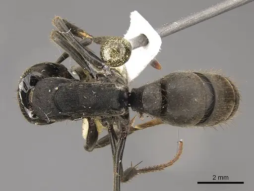 Pachycondyla striata specimen CASENT0923096 image casent0923096_1