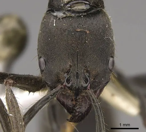 Pachycondyla striata specimen CASENT0923096 image casent0923096_2