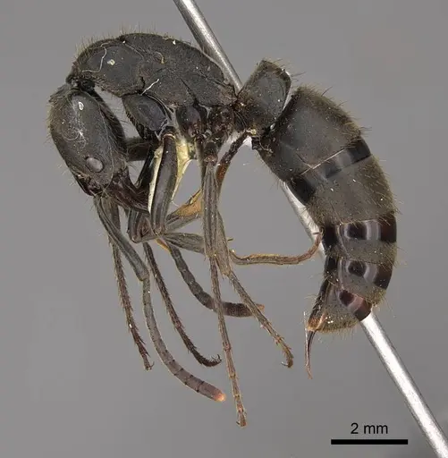 Pachycondyla striata specimen CASENT0923096 image casent0923096_3