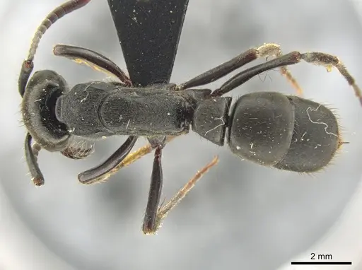 Pachycondyla striata specimen UFV-LABECOL-000291 image ufv-labecol-000291_1