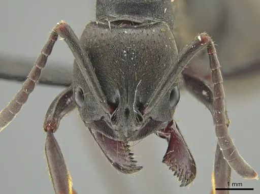 Pachycondyla striata specimen UFV-LABECOL-000291 image ufv-labecol-000291_2