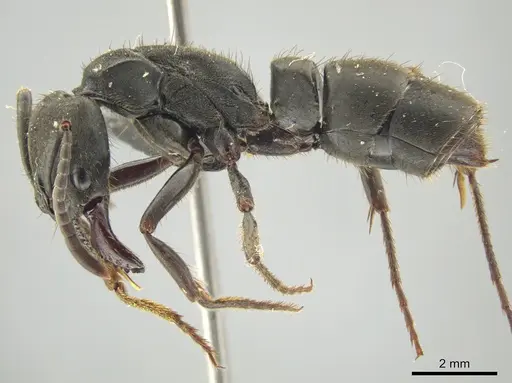 Pachycondyla striata specimen UFV-LABECOL-000291 image ufv-labecol-000291_3