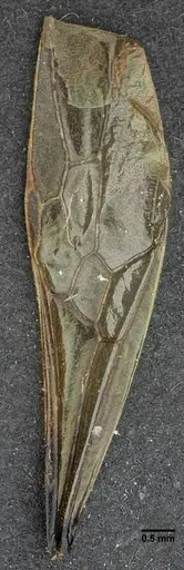 Pachycondyla striata specimen UFV-LABECOL-001933 image ufv-labecol-001933_2