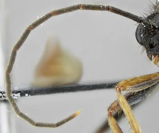 Pachycondyla striata specimen UFV-LABECOL-001933 image ufv-labecol-001933_4