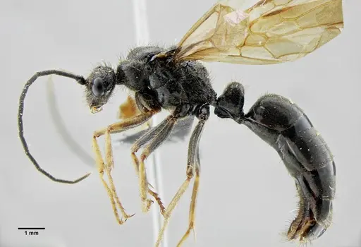 Pachycondyla striata specimen UFV-LABECOL-001933 image ufv-labecol-001933_5
