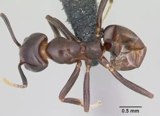 Papyrius nitidus specimen CASENT0070200 image casent0070200_1