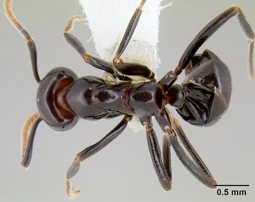 Papyrius nitidus specimen CASENT0106012 image casent0106012_1