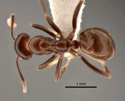 Papyrius nitidus specimen CASENT0886964 image casent0886964_1