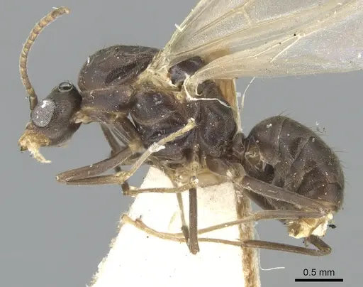 Papyrius nitidus specimen CASENT0903664 image casent0903664_3