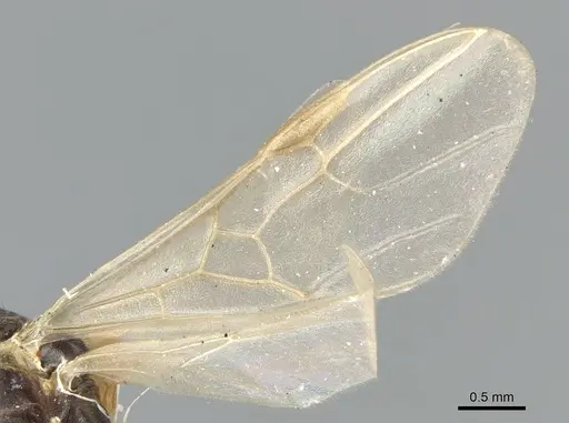 Papyrius nitidus specimen CASENT0903664 image casent0903664_4
